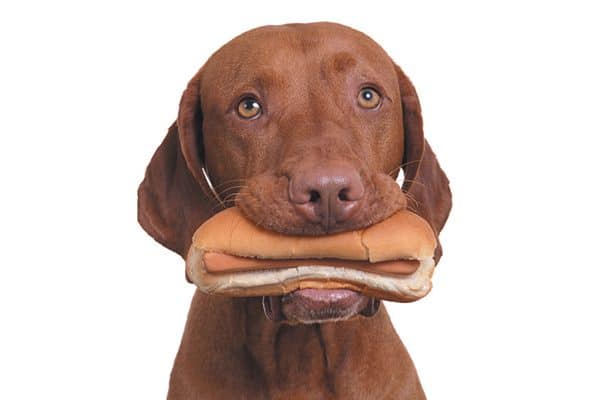 A brown dog eating a hot dog.