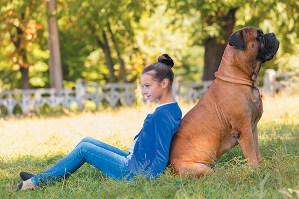 A Bullmastiff sizes up against a young girl.