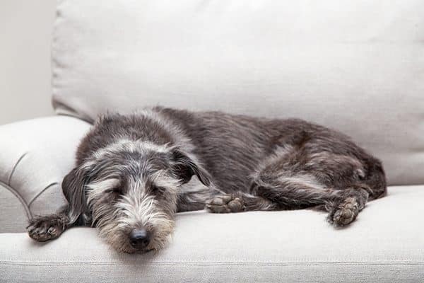A dog relaxing on a gray couch. 
