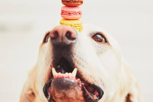 A dog balancing macaron cookies on his nose.