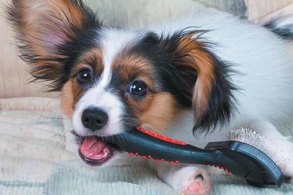 A dog with a grooming tool or brush. 
