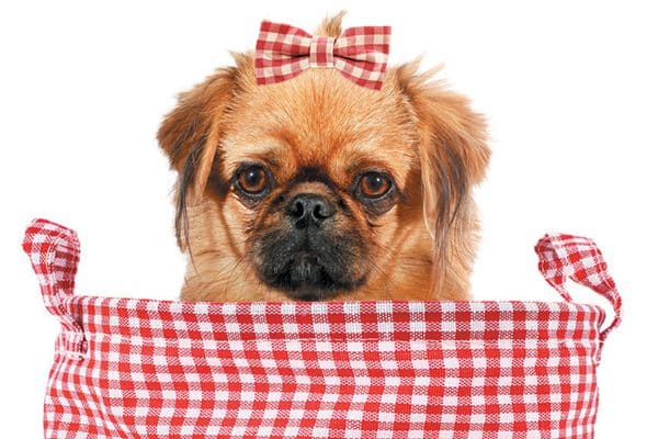 A dog with a ribbon in her hair. 