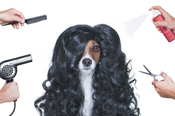 A dog with a wig on, surrounded by grooming products. 