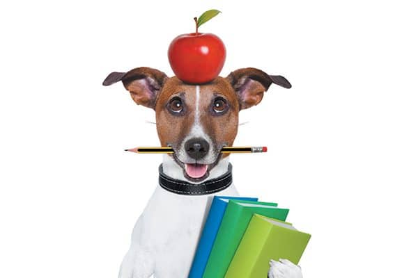 A dog balancing on apple on his head and holding books. 