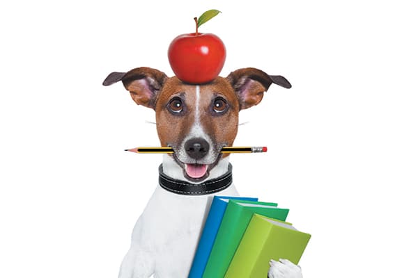 A dog balancing on apple on his head and holding books.