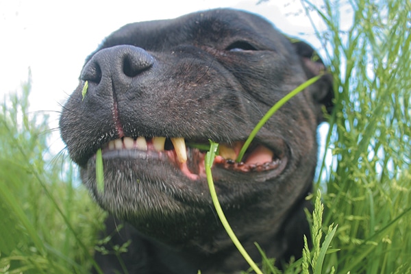 A dog eating grass.