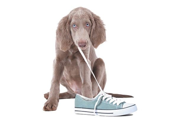 A pupping chewing on a shoe.