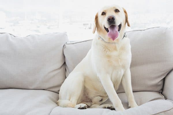 A Golden Retriever relaxing on a couch.