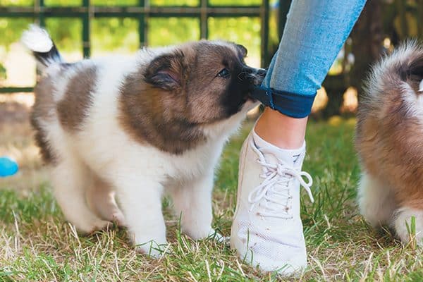 A puppy chewing on a pant leg.