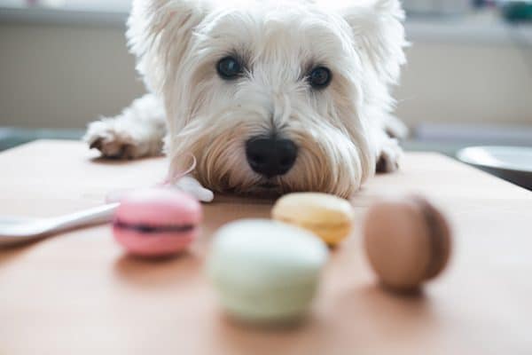 A dog eyeing some macarons. 