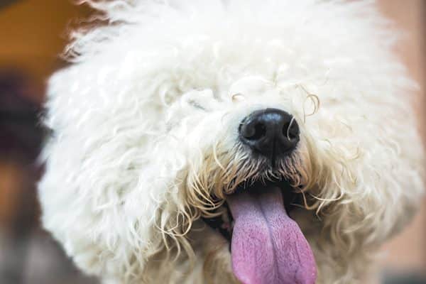 A very curly Bichon Frise. 