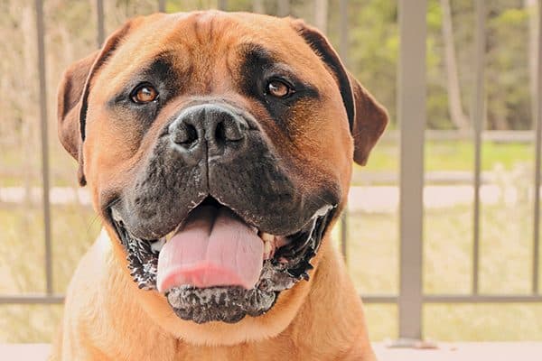 A close up of a Bullmastiff.