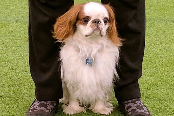 An English Toy Spaniel. 