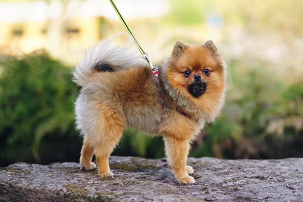 A fluffy dog out for a walk. Photography by Eudyptula/Thinkstock.