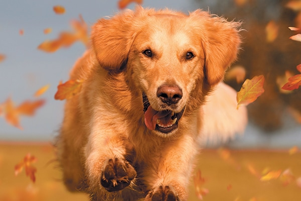 A Retriever dog running through fall leaves.