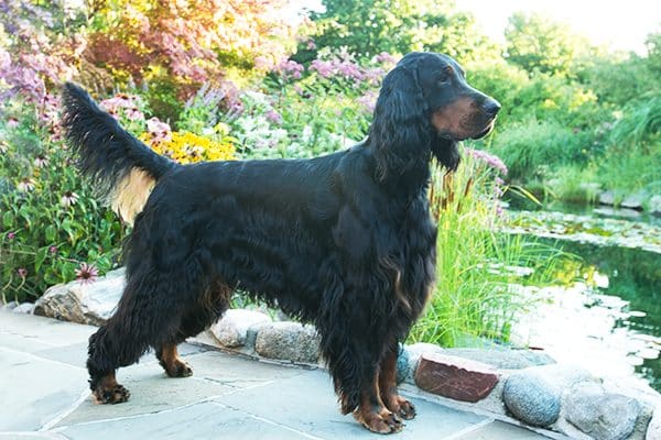 A Gordon Setter dog. 