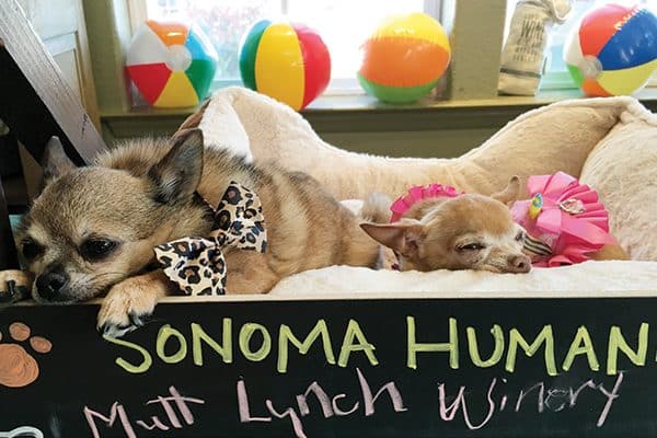Canine cuties from the Sonoma Humane Society at a winery event.
