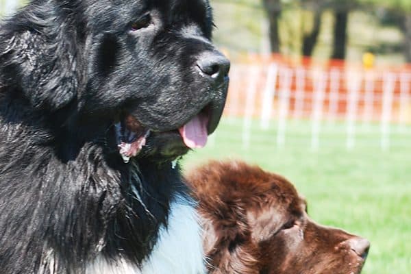 Two Newfoundland dogs. 