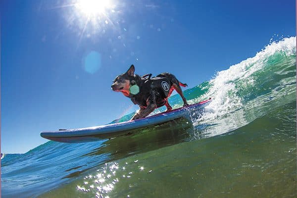 A dog surfing.