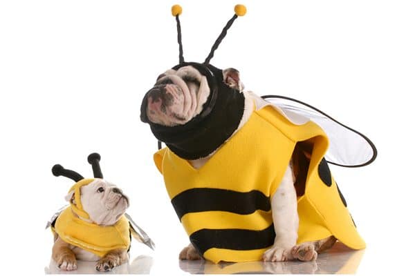 Two bulldogs dressed up as bees.