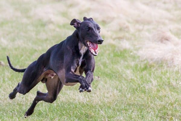 A whippet dog running. 