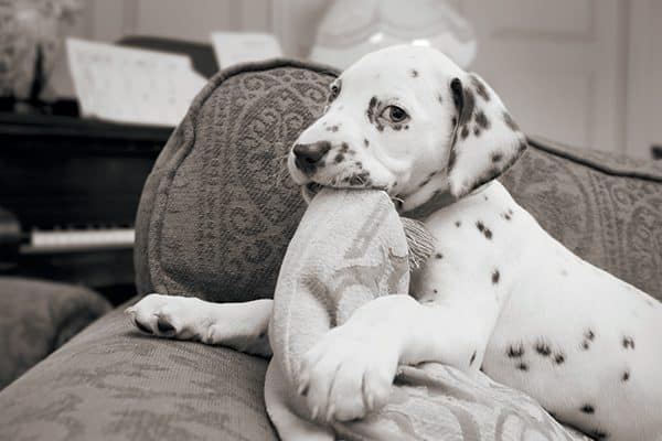 A puppy chewing on a couch. 