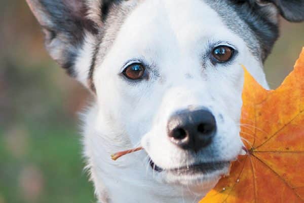 A black and white dog with a fall leaf in his mouth.