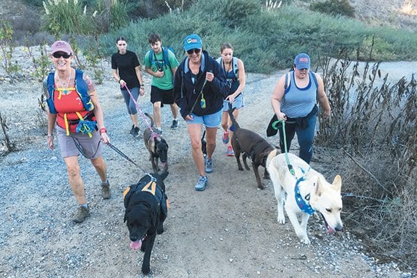 People hiking with their dogs.