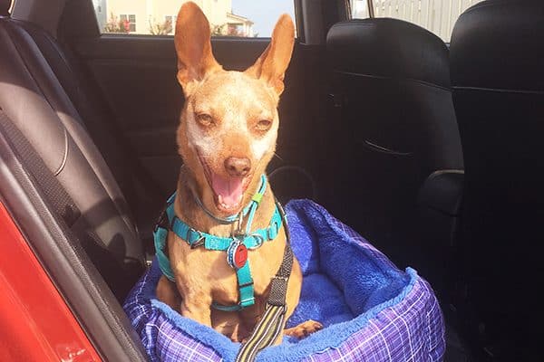 Don’t let your dog lay directly on the hot seat. Put a towel, blanket or dog bed down first.