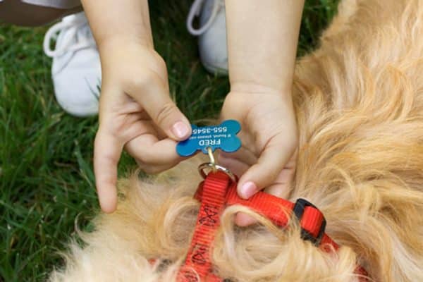 Make sure your dog is appropriately ID tagged and microchipped.