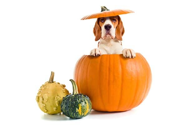 A dog popping out of a pumpkin.