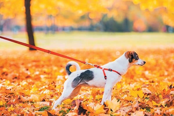 A dog pulling on his leash on a fall walk. 
