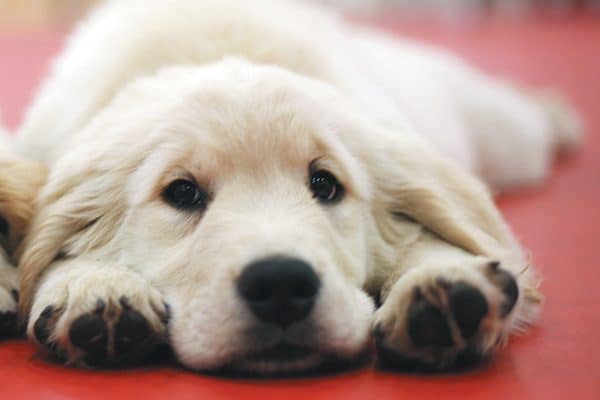 A Golden Retriever puppy relaxing on the floor. 