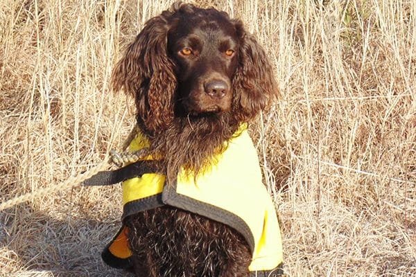 First-time dog owners might do well with Boykin Spaniels. 