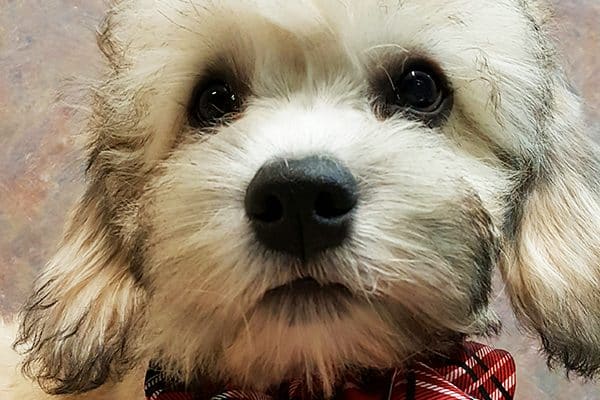 Yes! Terriers like the Dandie Dinmont Terrier can be a match with first-time dog owners!