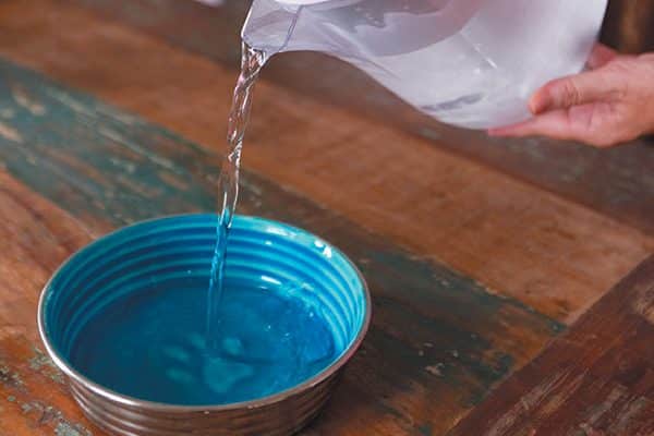 Water for dogs — do you know which type of H2O is best?