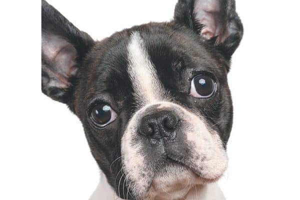 Boston Terriers are a flat-faced dog breed. 