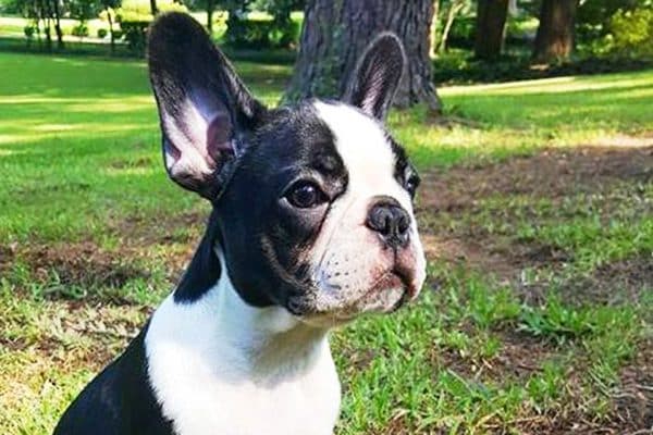 A French Bulldog pup.
