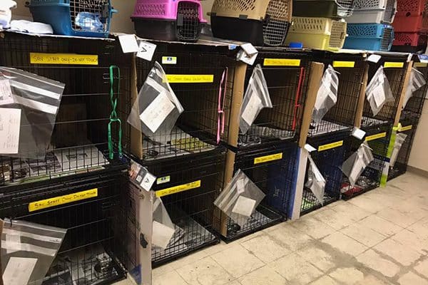Inside the Inside the Humane Society of Greater Savannah, Georgia after Hurricane Irma. Photography courtesy Humane Society for Greater Savannah, Georgia, after Hurricane Irma.
