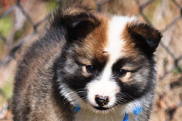 An Icelandic Sheepdog pup.