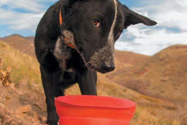 Kurgo’s Collaps A Bowl.