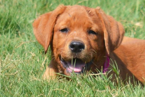 A Labrador Retriever pup.
