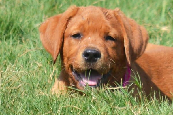 A Labrador Retriever pup. 