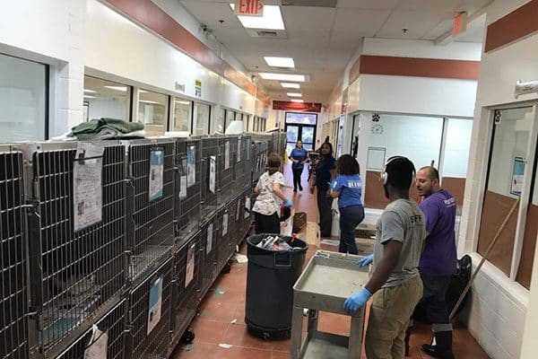 The scene inside the Humane Society of Greater Miami.