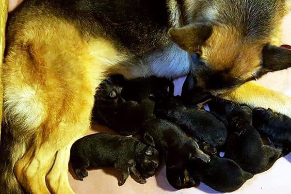 Rumor and her pups.
