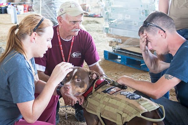 A dog receiving treatment after Hurricane Harvey in Texas.