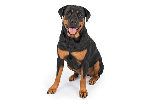 A Rottweiler sitting with his tongue out. 