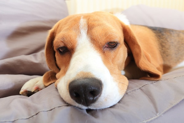 A beagle sleeping and looking sick or tired.