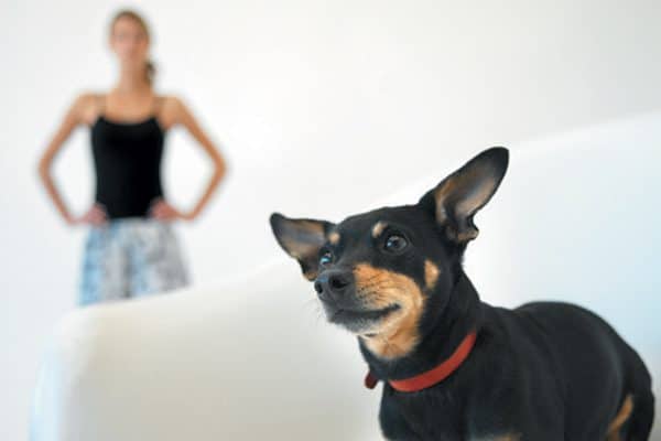 Treating Your Dog S Diarrhea Treating Your Dog S Diarrhea