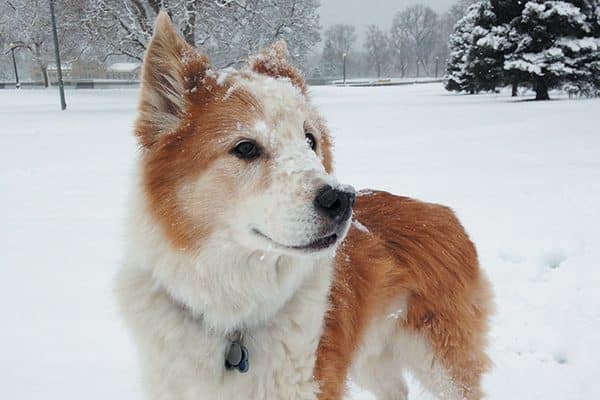 Just one of many recipients, Dexter received a grant from The Pet Fund for cancer treatment.